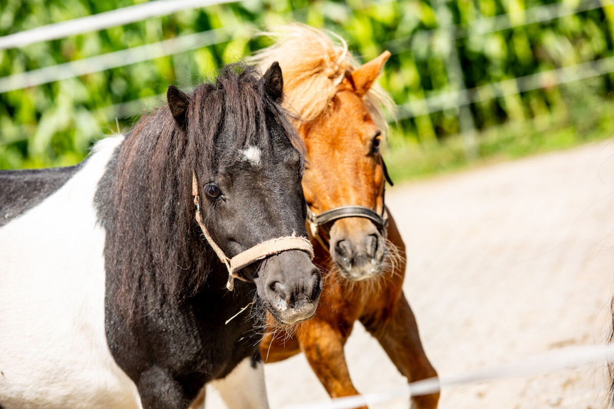 X_Pony